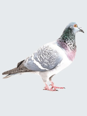 GuiaAvesEPlantas01-2-300x400